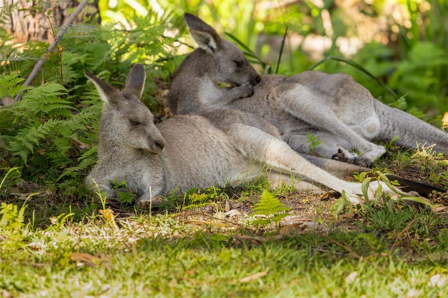 Why the Eastern Grey kangaroo has no future