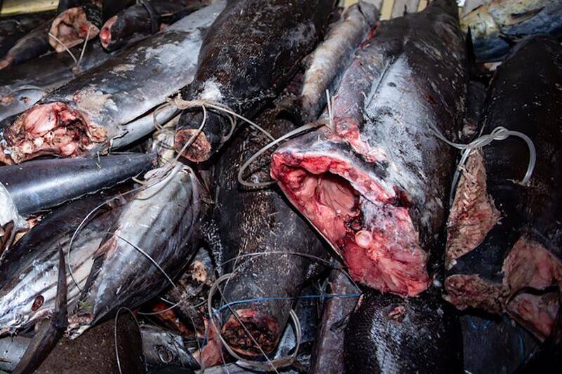 Image shows gruesome extent of illegal Pacific fishing