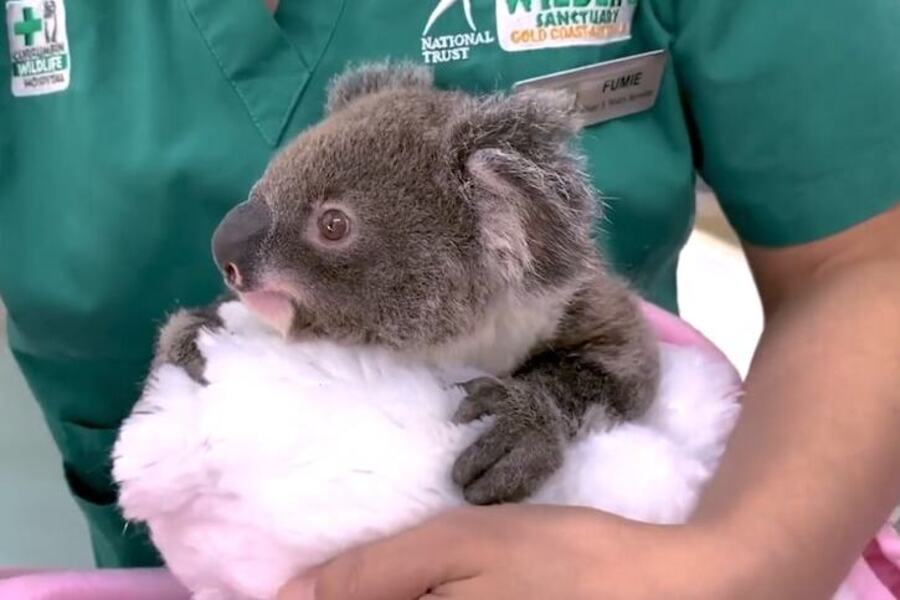Deposits in the egg and sperm bank to safeguard koalas
