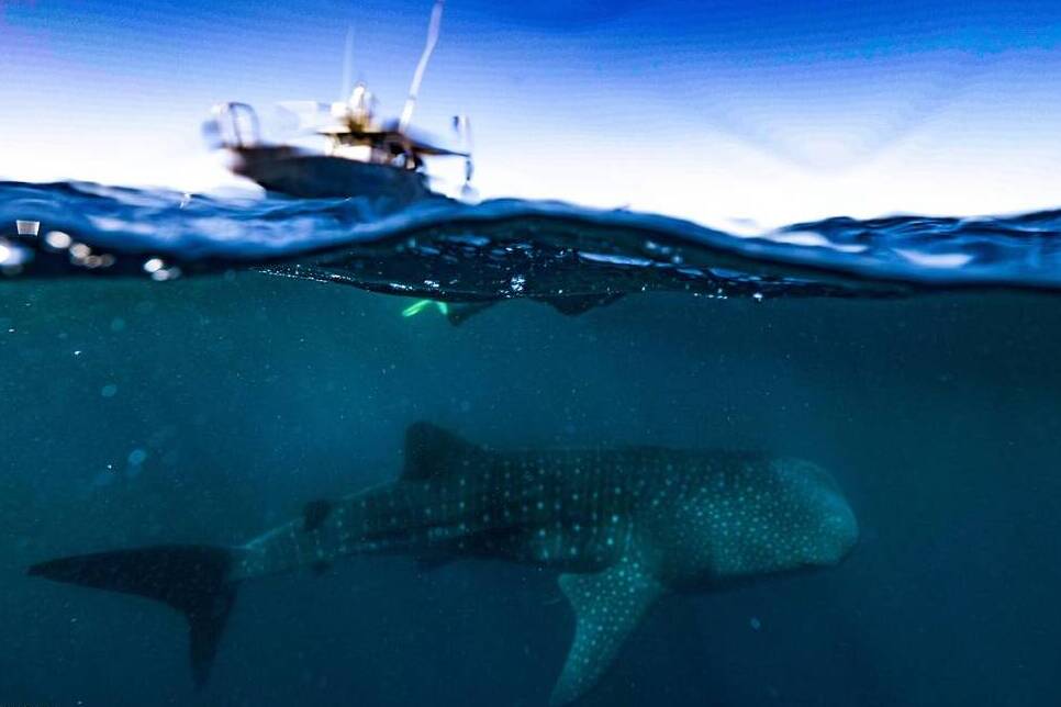 Hungry, hungry whale sharks show super snacking style