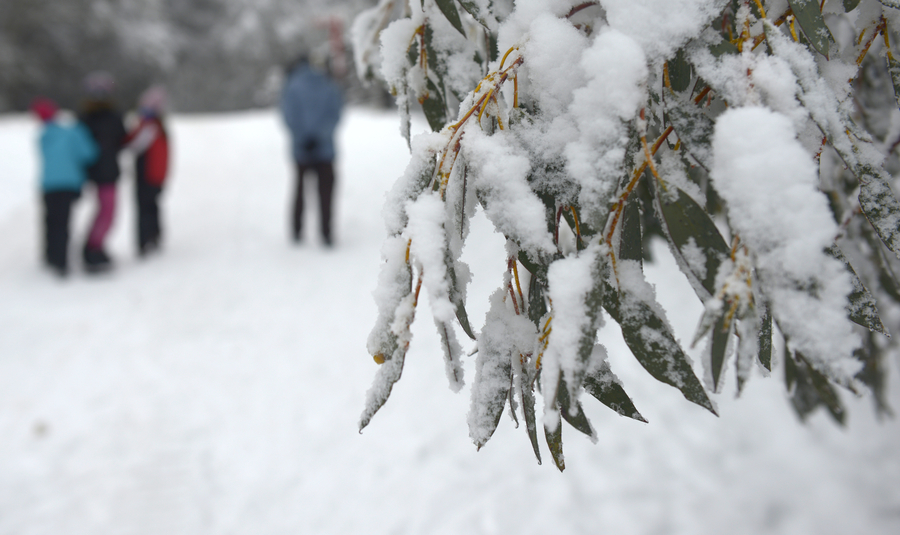 Citizen scientists join fight to save beloved snow gums