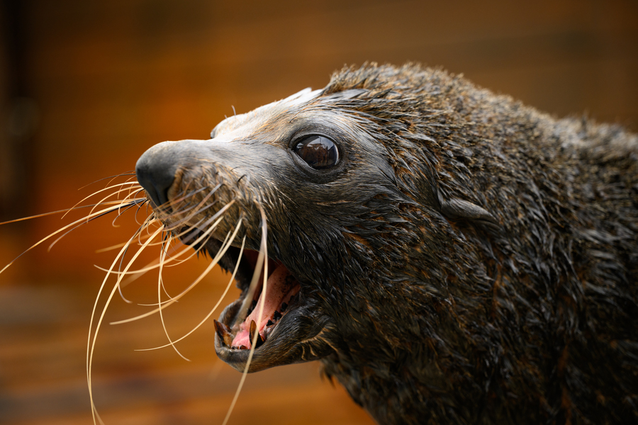 Australia records first case of bird flu in a mammal