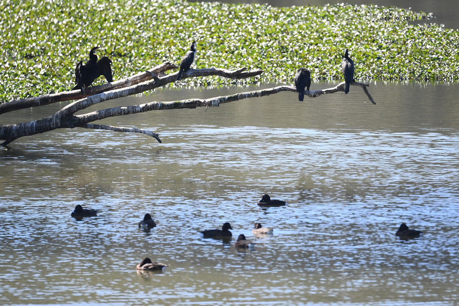 Flu vaccinations to be rolled out for endangered birds