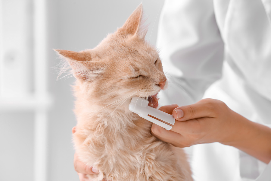 Healthy teeth mean happier, healthier pets
