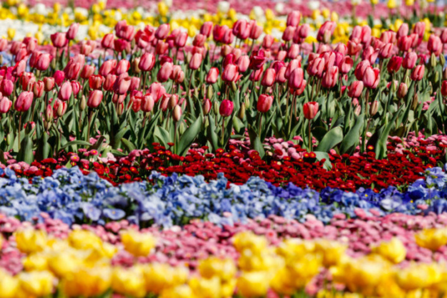 Canberra chefs join Floriade feast
