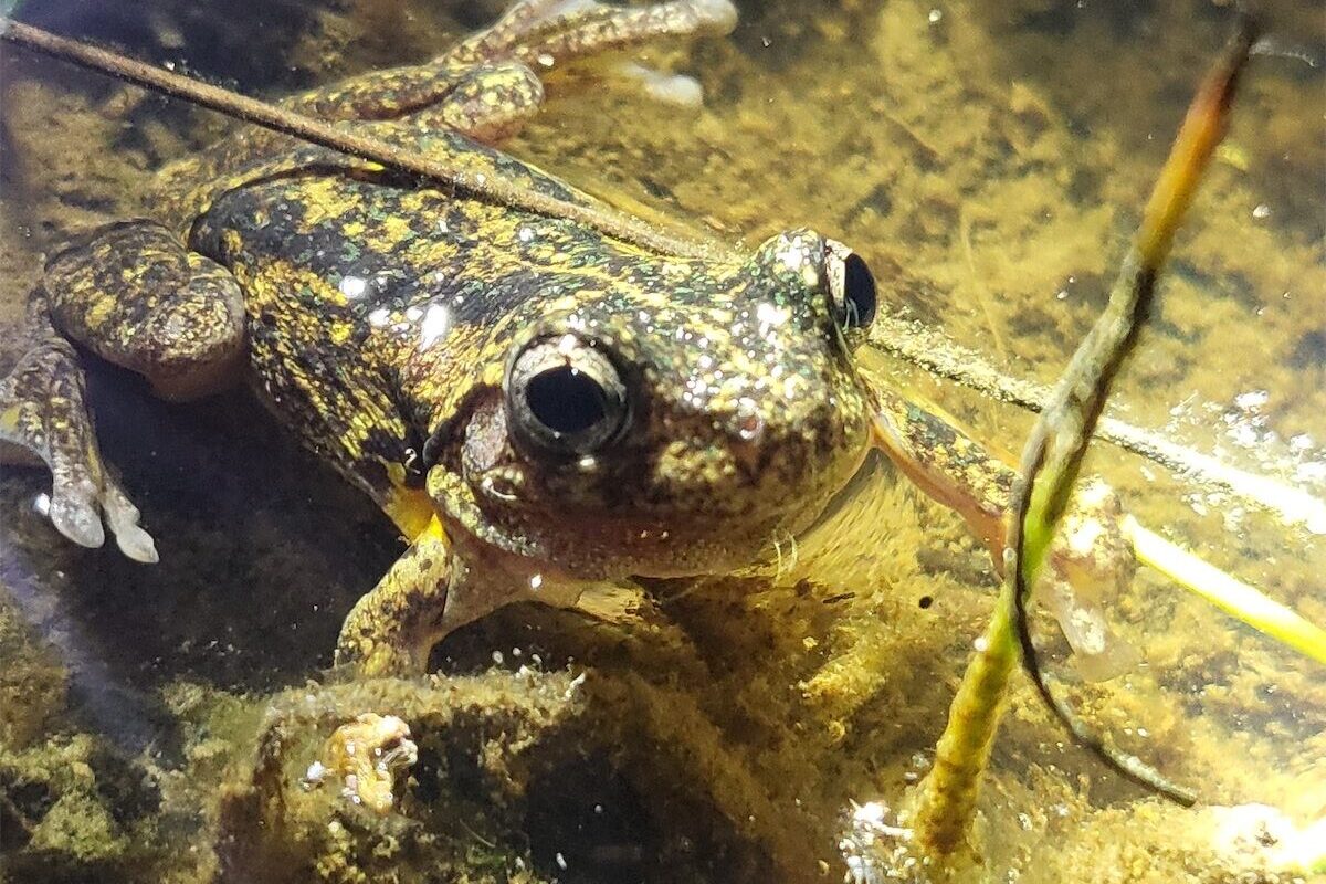 ‘Spas’ give threatened frogs a fighting chance 