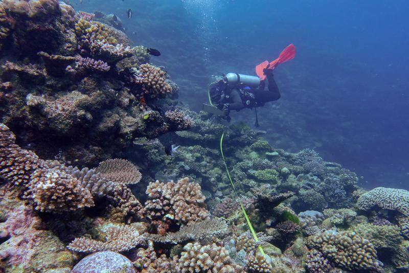 Coral returns to Great Barrier Reef but…