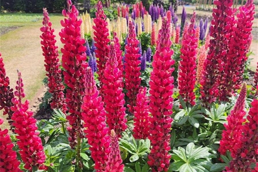 Floral impact of spring cottage favourites