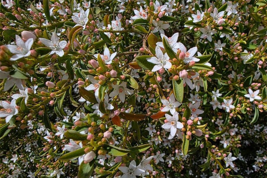 A wax flower that's good for bees