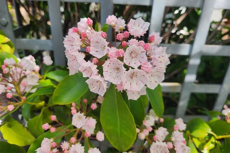 Mountain Laurel will stop you in your tracks!