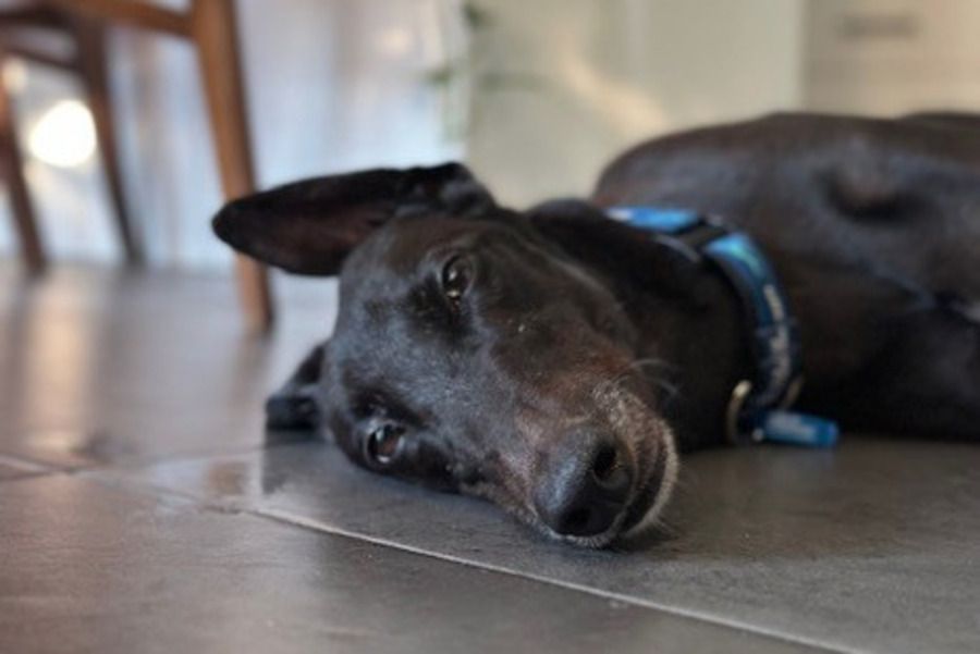 Greyhounds seek new homes at Belconnen event