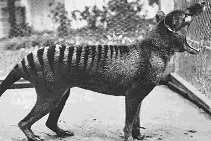 New research challenges myths about Tassie tigers