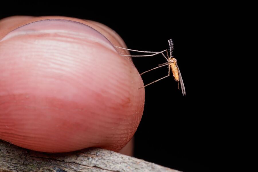 The flesh-eating threat in backyard mozzies this summer