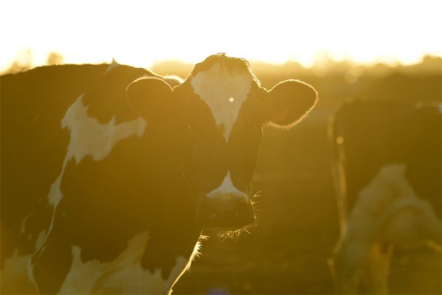 Farmers want daylight saving slashed