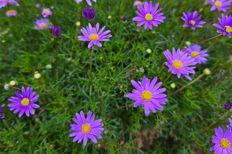 The daisy that thrives in sunny spots