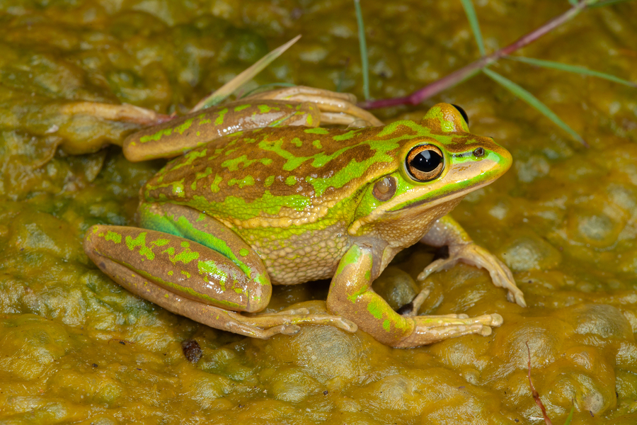 Scientists seek Canberra’s most wanted frogs