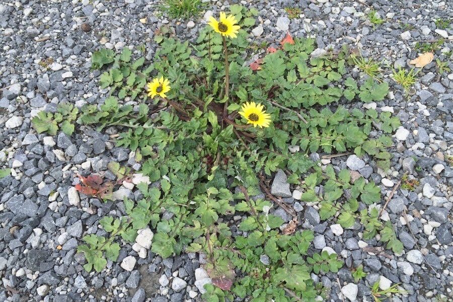 Invasive weed threatens Belconnen ovals – who cares?