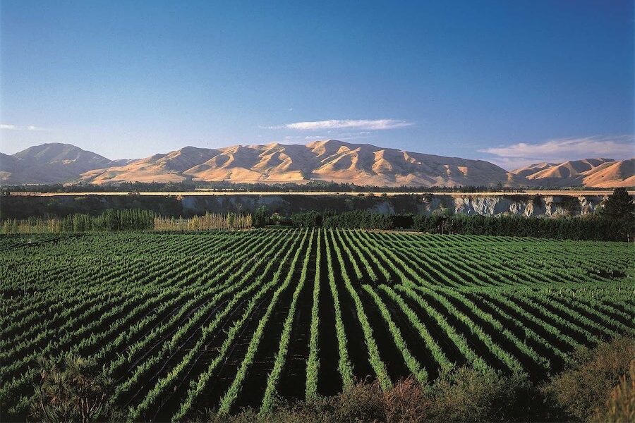 For NZ, sauvignon blanc still leads the way