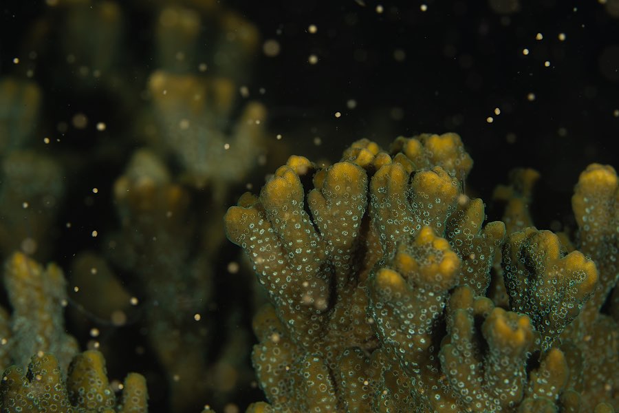 ‘Underwater blizzard’: coral spawning season kicks off